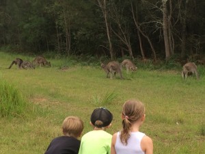 3 kid kangaroo
