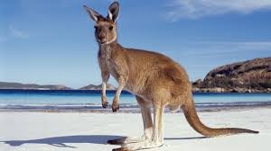 kangaroo beach
