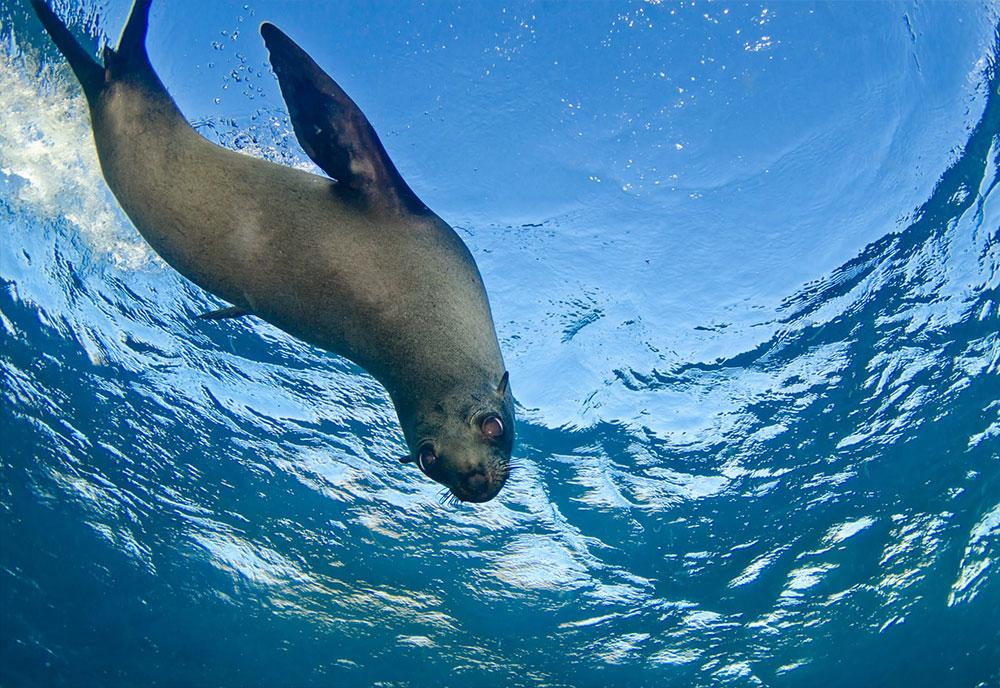 montague-island-seal