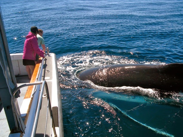 whale-next-to-dallas